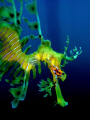   Leafy Sea Dragon Rapid Bay Jetty Fleurieu Peninsula South Australia. Taken using Olympus Mju Tough 8010 compact camera PT048 housing. December 2010 Australia PT-048 PT 048 housing  